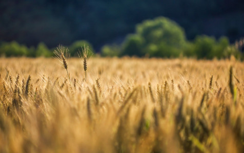 selective-shot-golden-wheat-wheat-field.jpg