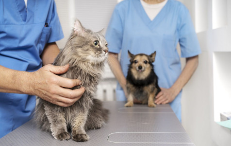 close-up-veterinary-doctor-taking-care-pet.jpg